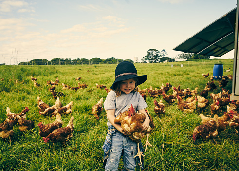 chickens farm