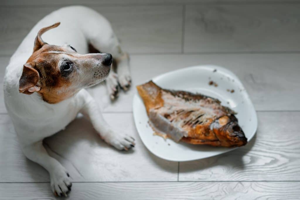fish-for-dogs